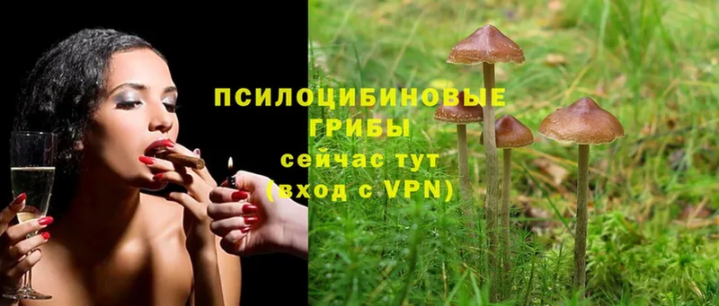 hydra   Кудымкар  Галлюциногенные грибы MAGIC MUSHROOMS 